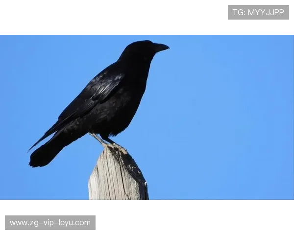 乌鸦主帅称团队凝聚力是成功关键，乌鸦聚齐